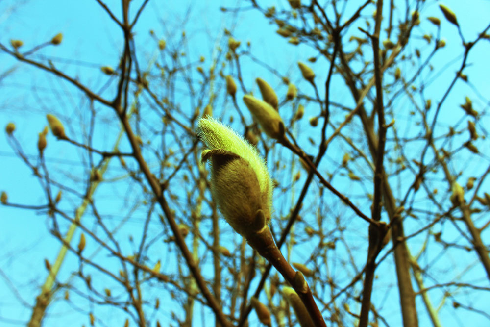 亿诚建设三八妇女节摘草莓